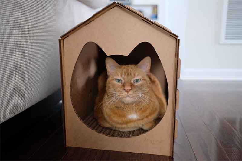 Cat resting inside scratcher house