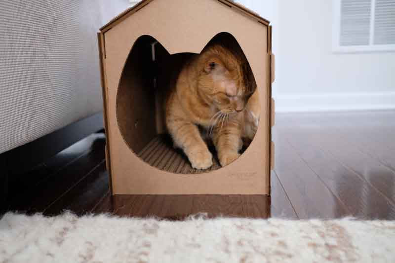 cat scratching inside house