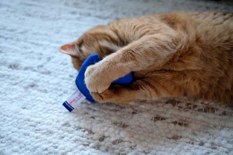 Cat playing with catnip toy