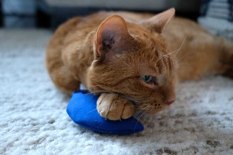 Cat resting on catnip toy