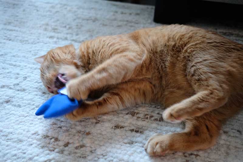 Cat playing with catnip toy