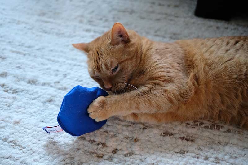 Cat playing with catnip toy