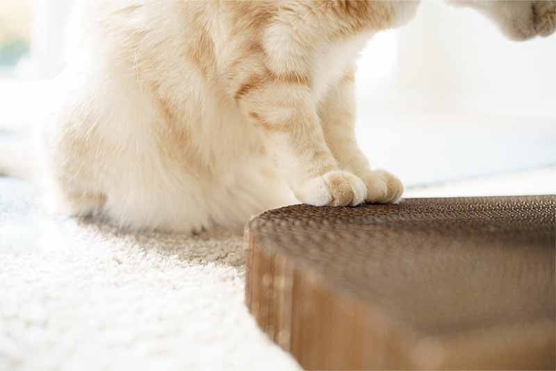 Cat Scratcher – Kitty
