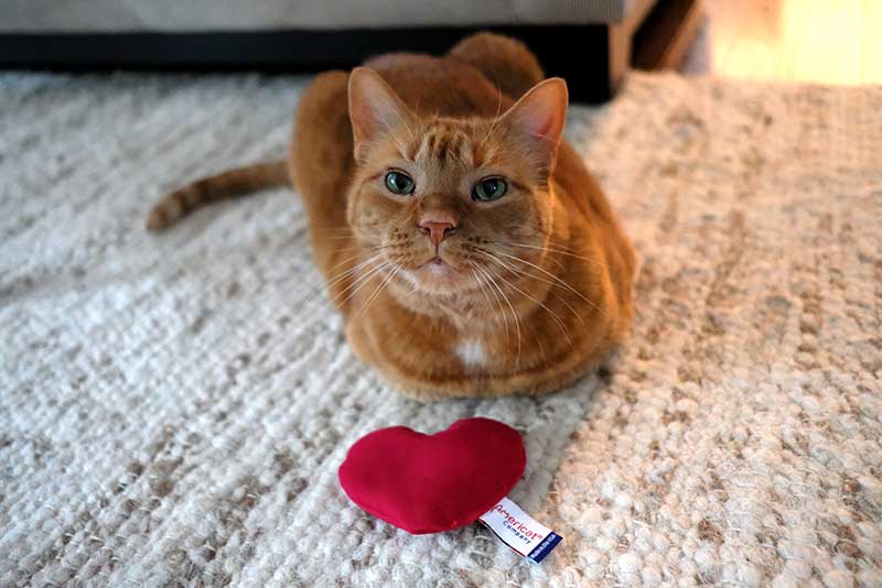 Cat with heart shaped catnip toy