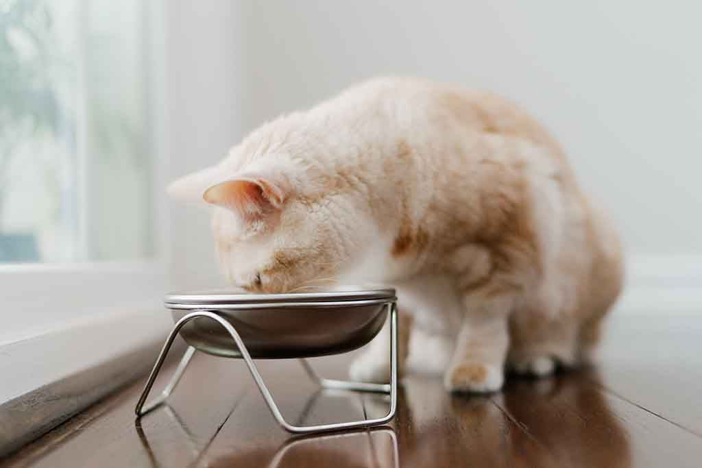 Raised  cat bowl