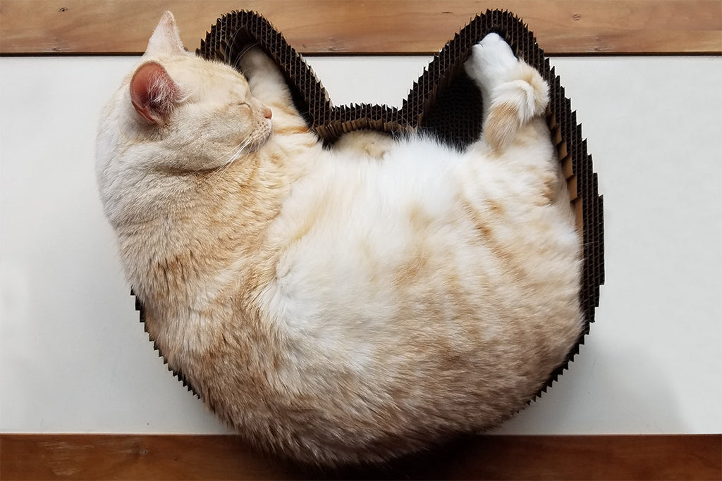 Orange cat sleeping in Americat cat scratcher bed