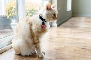 Cat wearing medical alert identification tag