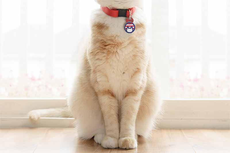 Cat wearing cat identification tag