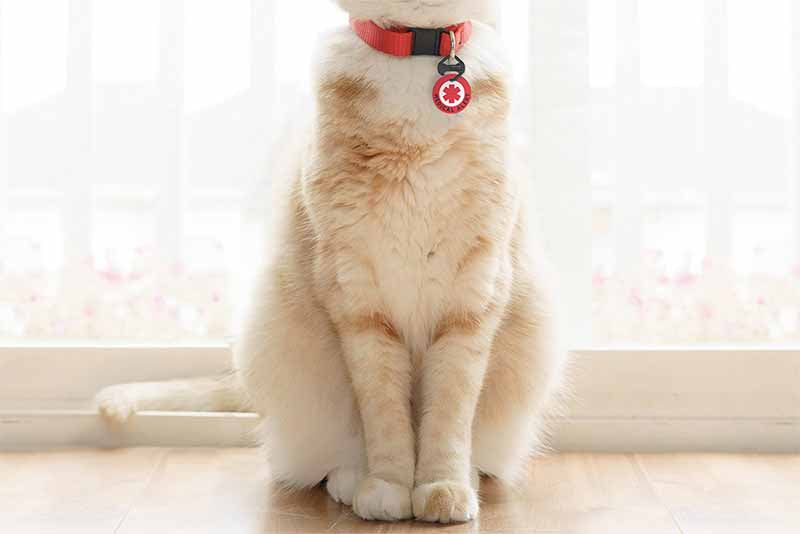 Cat wearing medical alert identification tag