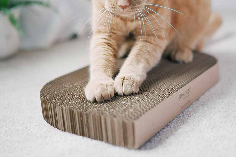 Cat scratching made in USA cardboard cat scratcher board