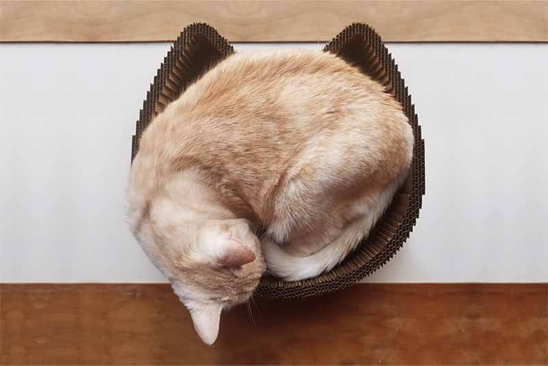Cat sleeping in made in USA cat scratcher bed