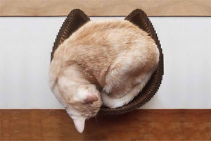 Cat sleeping in scratcher bed