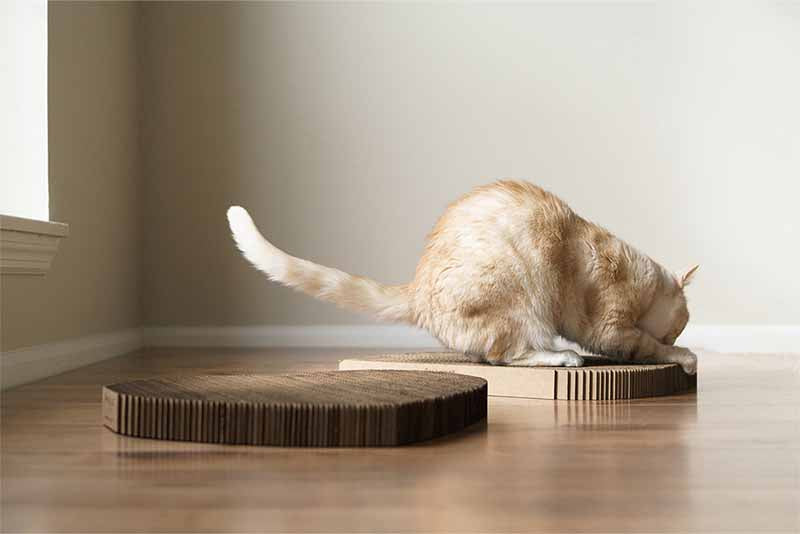 Diy scratch hotsell pad for cat