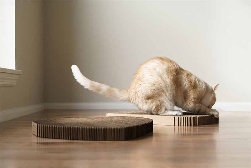 Cat scratching made in the USA, cardboard scratch pad