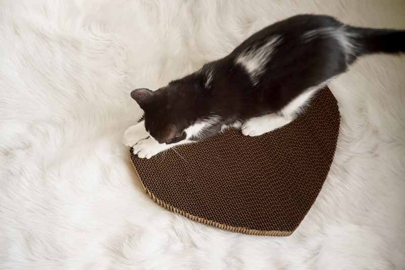 Black and white cat scratching heart shaped cat scratcher