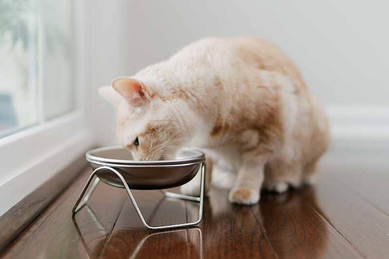 Cat eating from raised cat bowl stand