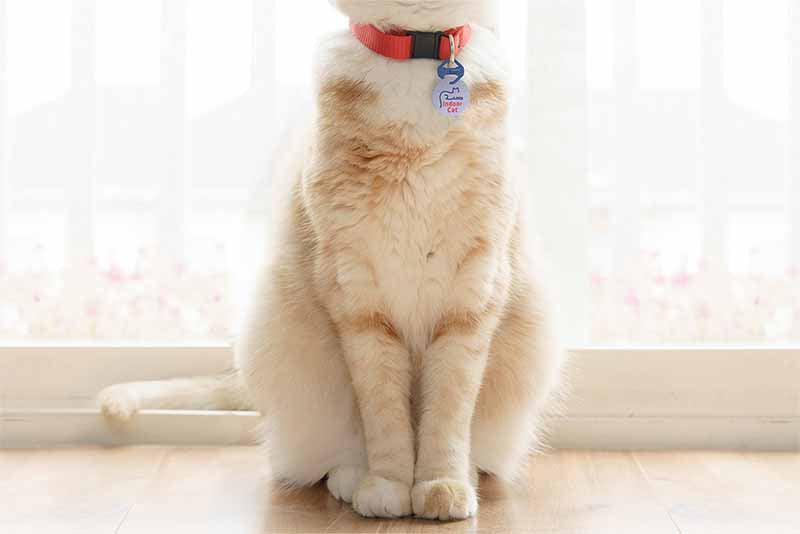 Cat ID Tag – Indoor Cat