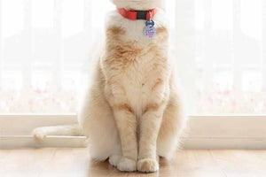 Indoor Cat ID Tag