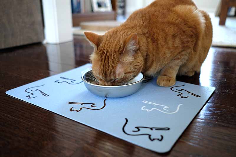 Cat eating on Made in USA food bowl mat