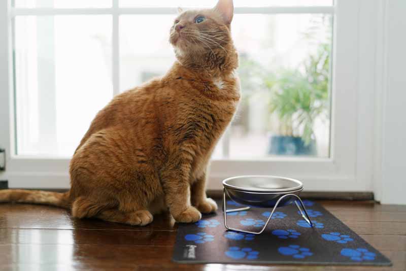 Cat with paw print placemat and bowl stand