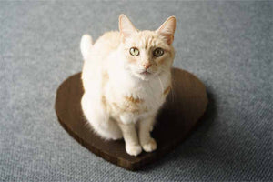 Cat lounging on heart shaped cat scratcher