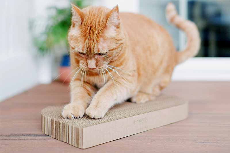 Cat scratching made in USA cardboard cat scratcher