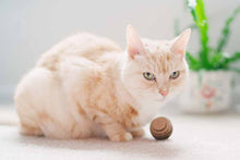 Load image into Gallery viewer, Cat sitting with made in the USA cat toy
