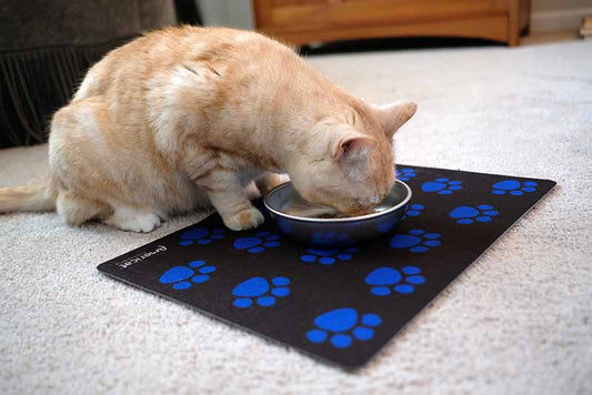Tips How to Select the Best Elevated Cat Bowl Stand – Americat Company