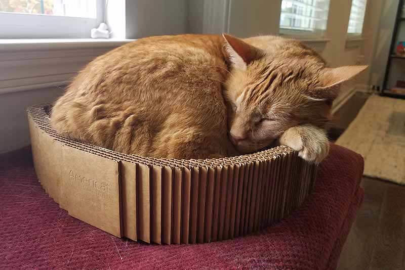 Cat sleeping in scratcher bed