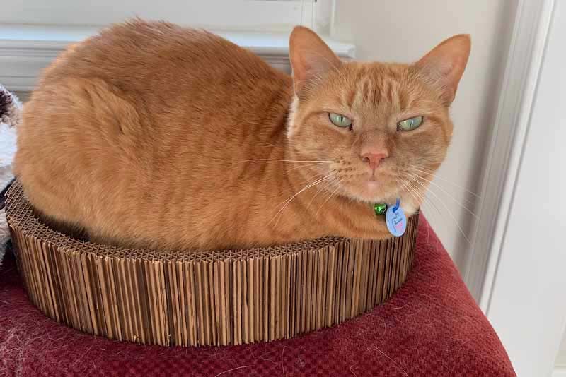 Scratcher bed with cat inside