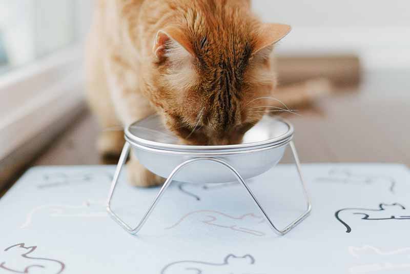 Cat eating from elevated cat bowl stand