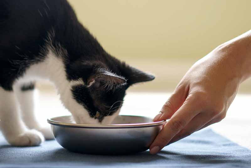 Cat eating from stainless steel dish
