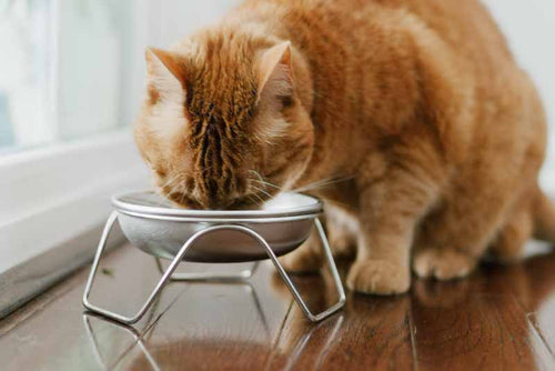 Cat eating from stainless steel elevated cat bowl stand