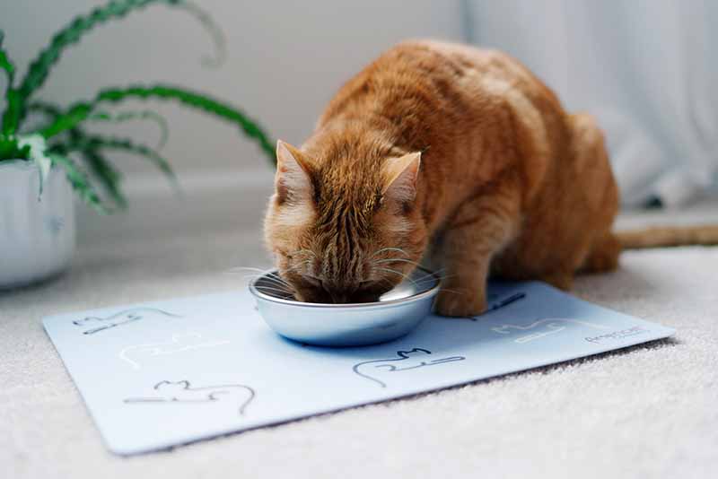 Cat eating from a stainless steel whisker friendly cat bowl